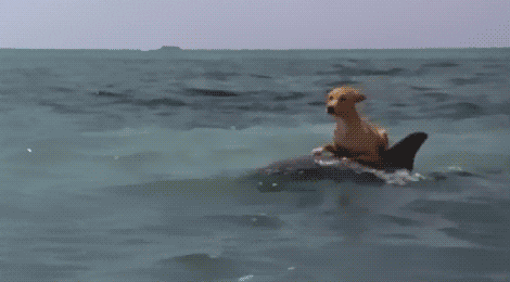 GIF of dog riding a dolphin