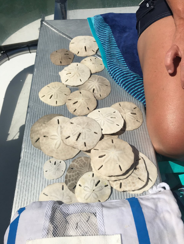 Sand Dollars: More Than Just A Cool Find on the Beach - Coastal